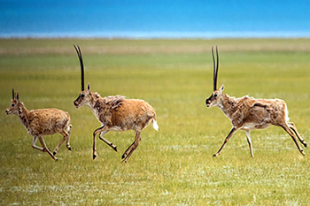 Antelope rebound impacts grasslands