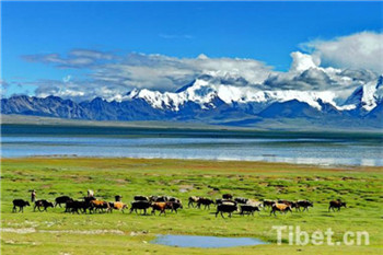 High-tech monitoring system for Tibet's grassland