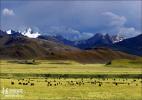 Nov. 16, 2016 -- Nov. 16, 2016 -- Ganzi Tibetan Autonomous Prefecture in Sichuan is now hosting a mountain tourism festival. The place, with gorgeous maintain views, vast areas of grasslands, winding rivers, mysterious religious culture and unique folk customs, is dubbed as a “paradise for self-driving.” [Photo provided to china.org.cn]