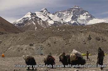 《Tibet Short Documentaries》——Yaks at the foot of Mount Everest