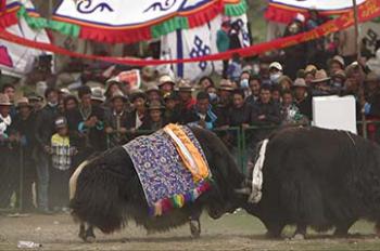 《Tibet Short Documentaries》——Tsesha Bullfighting Festival