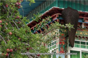 《Tibet Short Documentaries》——Farm Inn With Bees