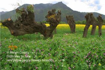 《Tibet Short Documentaries》——Herbal Valley