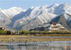 Nov. 23, 2016 -- A flock of brown-headed gulls are flying over the Lalu Wetland National Nature Preserve. [Photo/China Tibet News]