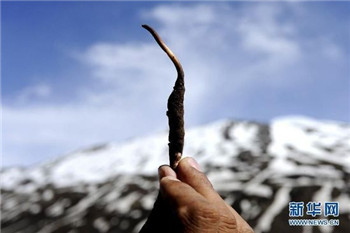 'Internet + cordyceps' in Tibet