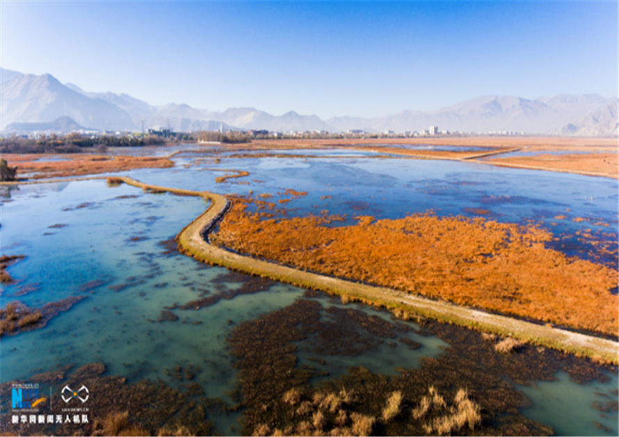 Dec. 6, 2016 -- The Lalu Wetland National Nature Reserve is in Lhasa, capital of southwest China`s Tibet Autonomous Region. Local government has made an investment of around 700 million yuan (115 million US dollars) to protect the Lalu Wetland, also called `the Lung of Lhasa`, in which over 62 species of rare birds can be found.