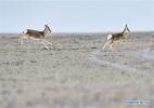 Dec. 5, 2016 -- Tibetan antelopes are seen in Hoh Xil, northwest China`s Qinghai Province, Dec. 2, 2016. The quantity of wild animals in Sanjiangyuan increased year by year due to the enhancement of local wild animal protection awareness. (Xinhua/Wu Gang)