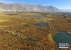 Dec. 6, 2016 -- The Lalu Wetland National Nature Reserve is in Lhasa, capital of southwest China`s Tibet Autonomous Region. Local government has made an investment of around 700 million yuan (115 million US dollars) to protect the Lalu Wetland, also called `the Lung of Lhasa`, in which over 62 species of rare birds can be found.