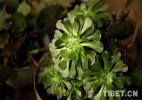 Dec. 12, 2016 -- Green plants add summer colors in the room. [Photo/Tibet.cn]