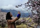 Dec. 14, 2016 -- Bome is known as the “Glacier Town”,“Tibetan King’s Hometown”, also “Peach World”. Since 2002 every March Nyingchi holds the grand “Peach blossom Cultural Tourism Festival”, attracting numerous tourists to Nyingchi for travel and photography.