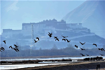 Water birds seen at Lalu wetland in Lhasa, China's Tibet