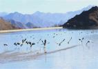 Dec. 26, 2016 -- Bar-headed geese in the valley of Lhasa River, Southwest China`s Tibet autonomous region, Dec 22, 2016. [Photo by Daqiong/chinadaily.com.cn]