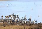 Dec. 26, 2016 -- Bar-headed geese congregate in the valley of Lhasa River, Southwest China`s Tibet autonomous region, Dec 22, 2016. [Photo by Daqiong/chinadaily.com.cn]