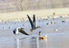 Dec. 26, 2016 -- Bar-headed geese in the valley of Lhasa River, Southwest China`s Tibet autonomous region, Dec 22, 2016. [Photo by Daqiong/chinadaily.com.cn]
