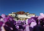 Dec. 29, 2016 -- According to 2015 Report on the State of Environment in Tibet Autonomous Region, Lhasa, capital of southwest China`s Tibet Autonomous Region, receives 349 good weathers with blue sky, and the excellent and good rate of atmospheric environment quality is 95.73 percents in Lhasa, ranking No. 5 among the 74 key cities in China. According to the analysis on air quality from Jan. to Oct. released by Ministry of Environmental Protection recently, Lhasa ranks among the top ten cities with good air quality in China.