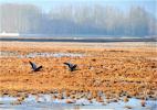 Jan. 9, 2017 --  Water birds are seen at Lalu wetland in Lhasa, capital of southwest China`s Tibet Autonomous Region, Jan. 7, 2017. The Lalu Wetland, known as `the Lung of Lhasa`, is China`s unique urban natural inland wetland with the highest altitude and largest acreage. (Xinhua/Zhang Rufeng) 