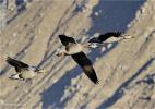 Jan. 9, 2017 --  Water birds are seen at Lalu wetland in Lhasa, capital of southwest China`s Tibet Autonomous Region, Jan. 7, 2017. The Lalu Wetland, known as `the Lung of Lhasa`, is China`s unique urban natural inland wetland with the highest altitude and largest acreage. (Xinhua/Zhang Rufeng) 