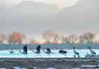 Jan. 17, 2017 -- Black-necked cranes are seen in a nature reserve in Linzhou County of Lhasa City, capital of southwest China`s Tibet Autonomous Region, Jan. 15, 2017. Tibet has become the world`s largest winter habitat for critically endangered black-necked cranes. It is currently temporary home to over 8,000 black-necked cranes, around 80 percent of the world`s total population. (Xinhua/Zhang Rufeng)