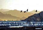Jan. 17, 2017 -- Black-necked cranes are seen in a nature reserve in Linzhou County of Lhasa City, capital of southwest China`s Tibet Autonomous Region, Jan. 15, 2017. Tibet has become the world`s largest winter habitat for critically endangered black-necked cranes. It is currently temporary home to over 8,000 black-necked cranes, around 80 percent of the world`s total population. (Xinhua/Zhang Rufeng)