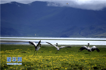 Area of wetland in Tibet ranks second nationwide
