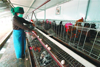Broad prospects for green poultry industry