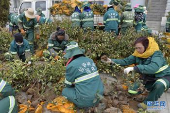 Industrious city gardeners in China’s highest city