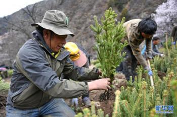 Trees planted to overcome poverty in Chamdo, Tibet