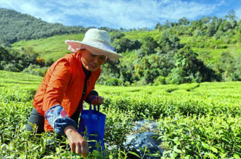 Metok tea to enter market this year