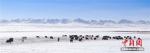 April 24, 2017 -- The Sunan meadow in northwest China`s Gansu Province saw various species of animals playing and foraging after a snowfall in mid-April, making the meadow a paradise for them. As ecological environment improves and wildlife protection strengthened, the number and species of animals in the area have both increased in recent years. [Photo/China News Service]