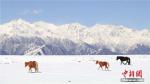April 24, 2017 -- The Sunan meadow in northwest China`s Gansu Province saw various species of animals playing and foraging after a snowfall in mid-April, making the meadow a paradise for them. As ecological environment improves and wildlife protection strengthened, the number and species of animals in the area have both increased in recent years. [Photo/China News Service]