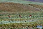 June 14,2017--Photo taken on July 21, 2016 shows Tibetan wild donkeys in Saga County, Shigatse City, Tibet Autonomous Region. [Photo/Xinhua]