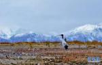 June 14,2017--Photo taken on October 30, 2015 shows black-necked crane at the shore of the Yarlung Zangbo River. [Photo/Xinhua]