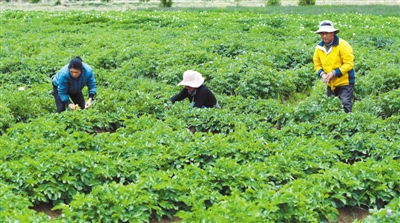 Potato planting helps Tibetans get rich