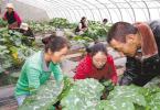 July 7,2017--Photo shows that local people are learning vegetable planting technology at the vegetable planting base in Chumbi Village, Xarsingma Town, Yadong County, Shigatse City, Tibet Autonomous Region. [China Tibet News/Yao Haiquan]