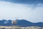 July 10,2017--A Tibetan antelope at the Hoh Xil Nature Reserve. (Photo/Xinhua)
