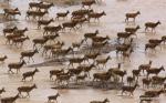 July 11,2017--A herd of Tibetan antelope ewes migrate to breeding area at Changtang National Nature Reserve in southwest China`s Tibet Autonomous Region, June 24, 2017. It is breeding season of Tibetan antelopes at Changtang. There are over 3,000 ewes awaiting delivery or just delivered simply at the reserve in Qiuka region of Xainza County. The total number of Tibetan antelopes has risen to more than 200,000 at Changtang. With an area of 298,000 square km and an average altitude of 5,000 meters, Changtang is China`s biggest and highest reserve. The area is located in northern Tibet where few humans reside, however, it is a wildlife paradise, and home to a variety of wildlife species and numerous lakes. More than 40 species of rare wild animals including Tibetan antelopes, Tibetan wild donkeys, Tibetan yaks and black-necked cranes living in the region. [Photo/Xinhua]