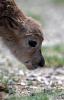 July 11,2017--A newly-born Tibetan antelope lamb tries to stand steady at Changtang National Nature Reserve in southwest China`s Tibet Autonomous Region, June 24, 2017. It is breeding season of Tibetan antelopes at Changtang. There are over 3,000 ewes awaiting delivery or just delivered simply at the reserve in Qiuka region of Xainza County. The total number of Tibetan antelopes has risen to more than 200,000 at Changtang. With an area of 298,000 square km and an average altitude of 5,000 meters, Changtang is China`s biggest and highest reserve. The area is located in northern Tibet where few humans reside, however, it is a wildlife paradise, and home to a variety of wildlife species and numerous lakes. More than 40 species of rare wild animals including Tibetan antelopes, Tibetan wild donkeys, Tibetan yaks and black-necked cranes living in the region. [Photo/Xinhua]