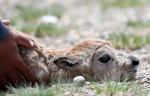 July 11,2017--An injured Tibetan antelope lamb is attended to by a protector at Changtang National Nature Reserve in southwest China`s Tibet Autonomous Region, June 24, 2017. It is breeding season of Tibetan antelopes at Changtang. There are over 3,000 ewes awaiting delivery or just delivered simply at the reserve in Qiuka region of Xainza County. The total number of Tibetan antelopes has risen to more than 200,000 at Changtang. With an area of 298,000 square km and an average altitude of 5,000 meters, Changtang is China`s biggest and highest reserve. The area is located in northern Tibet where few humans reside, however, it is a wildlife paradise, and home to a variety of wildlife species and numerous lakes. More than 40 species of rare wild animals including Tibetan antelopes, Tibetan wild donkeys, Tibetan yaks and black-necked cranes living in the region. [Photo/Xinhua]