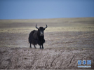 July 14,2017--A wild yak in Hoh Xil nature reserve.