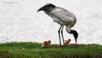 July 25,2017--A black-necked crane looks after its chicks after they hatched in the Qiangtang nature reserve, southwest China`s Tibet Autonomous Region, June 24, 2017. Flocks of black-necked cranes fly here to breed as the environment of reserve has been improved in recent years. (Xinhua/Purbu Zhaxi)