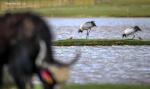 July 25,2017--Black-necked cranes look after chicks after they hatched in the Qiangtang nature reserve, southwest China`s Tibet Autonomous Region, June 23, 2017. Flocks of black-necked cranes fly here to breed as the environment of reserve has been improved in recent years. (Xinhua/Purbu Zhaxi)