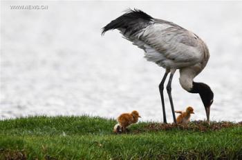 Environment of reserve improved for black-necked cranes