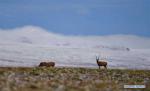 Aug.8,2017--Photo taken on June 23, 2017 shows Tibetan antelopes in Nagqu, southwest China`s Tibet Autonomous Region. China began its second scientific expedition to the Qinghai-Tibet Plateau this June to study changes in climate, biodiversity and environment over the past decades. The last expedition of similar scale was conducted in the 1970s. (Xinhua/Jigme Dorje)