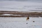 Aug.8,2017--Photo taken on June 23, 2017 shows a Tibetan antelope in Nagqu, southwest China`s Tibet Autonomous Region. China began its second scientific expedition to the Qinghai-Tibet Plateau this June to study changes in climate, biodiversity and environment over the past decades. The last expedition of similar scale was conducted in the 1970s. (Xinhua/Jigme Dorje)