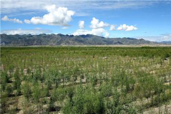 Tree planting project turns barren, windy land into oasis