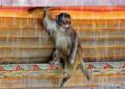 Aug.31,2017-- A Tibetan macaque plays in an enclosure in the ecological reserve at Gongbo`gyamda County of southwest China`s Tibet Autonomous Region Aug. 27, 2017. The number of the Tibetan macaques in the reserve kept increasing thanks to Dobrgyal, a forest keeper in the area, who has been working also as the only breeder in the past 16 years to the now 2,800 Tibetan macaques that attract more tourists for the reserve. [Photo/Xinhua]