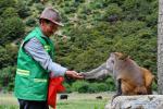 Dobrgyal feeds Tibetan macaque in the ecological reserve at Gongbo`gyamda County of southwest China`s Tibet Autonomous Region Aug. 27, 2017. The number of the Tibetan macaques in the reserve kept increasing thanks to Dobrgyal, a forest keeper in the area, who has been working also as the only breeder in the past 16 years to the now 2,800 Tibetan macaques that attract more tourists for the reserve. [Photo/Xinhua]
