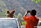 A tourist takes photo of Tibetan macaques in the ecological reserve at Gongbo`gyamda County of southwest China`s Tibet Autonomous Region Aug. 27, 2017. The number of the Tibetan macaques in the reserve kept increasing thanks to Dobrgyal, a forest keeper in the area, who has been working also as the only breeder in the past 16 years to the now 2,800 Tibetan macaques that attract more tourists for the reserve. [Photo/Xinhua]