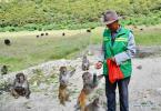 Dobrgyal feeds Tibetan macaques in the ecological reserve at Gongbo`gyamda County of southwest China`s Tibet Autonomous Region Aug. 27, 2017. The number of the Tibetan macaques in the reserve kept increasing thanks to Dobrgyal, a forest keeper in the area, who has been working also as the only breeder in the past 16 years to the now 2,800 Tibetan macaques that attract more tourists for the reserve. [Photo/Xinhua]