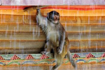 Number of Tibetan macaques keeps increasing